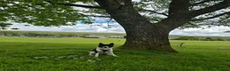Border Collie dogs for sale: 4 year old Border collie for sale  in Ammanford - Advert 2