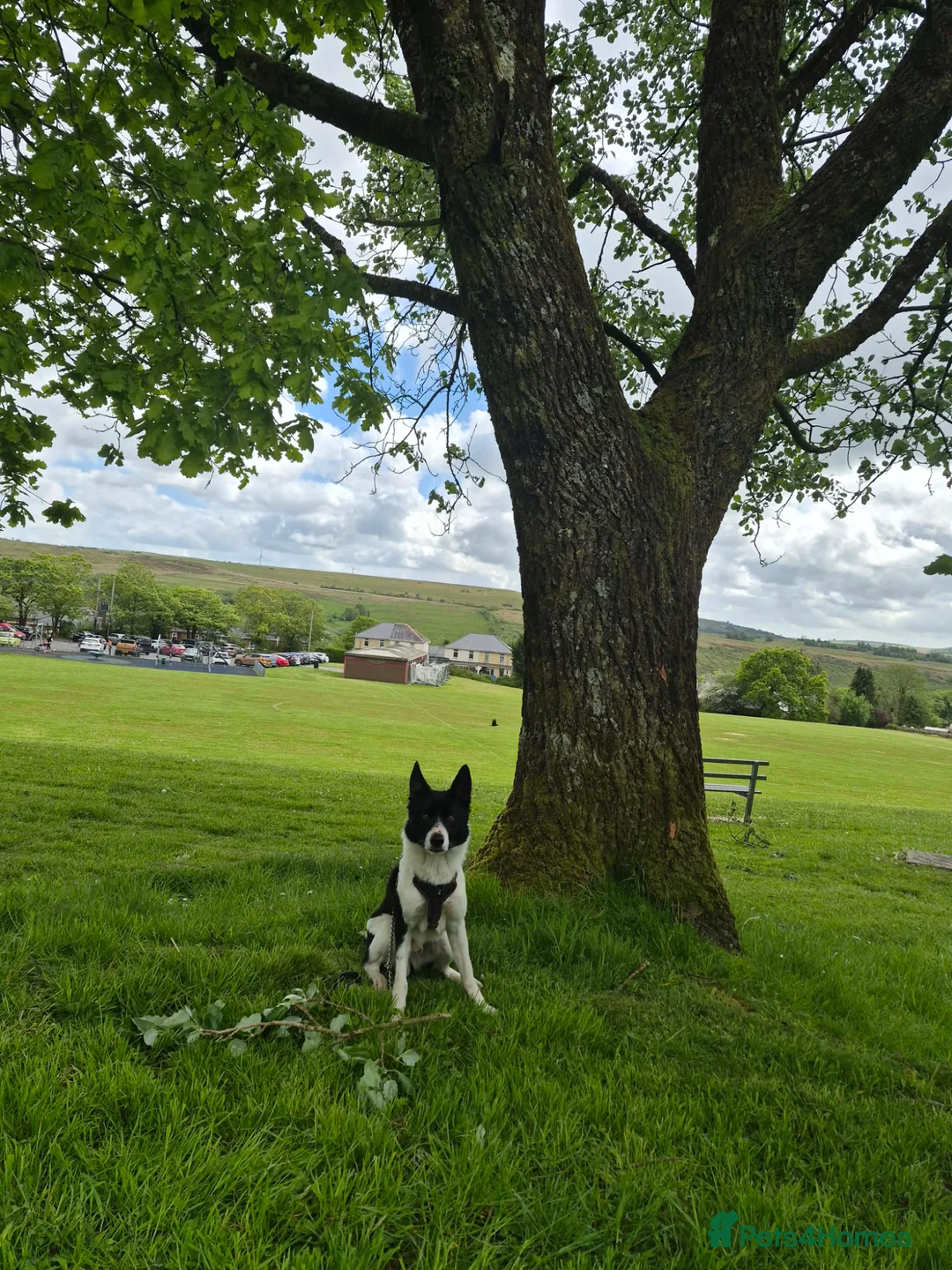 Border Collie dogs for sale: 4 year old Border collie for sale  in Ammanford - Advert 2