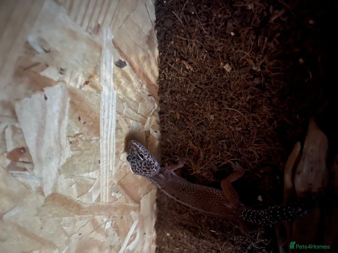 Leopard Gecko reptiles for sale: 2 leopard geckos and full set up  - Advert 4