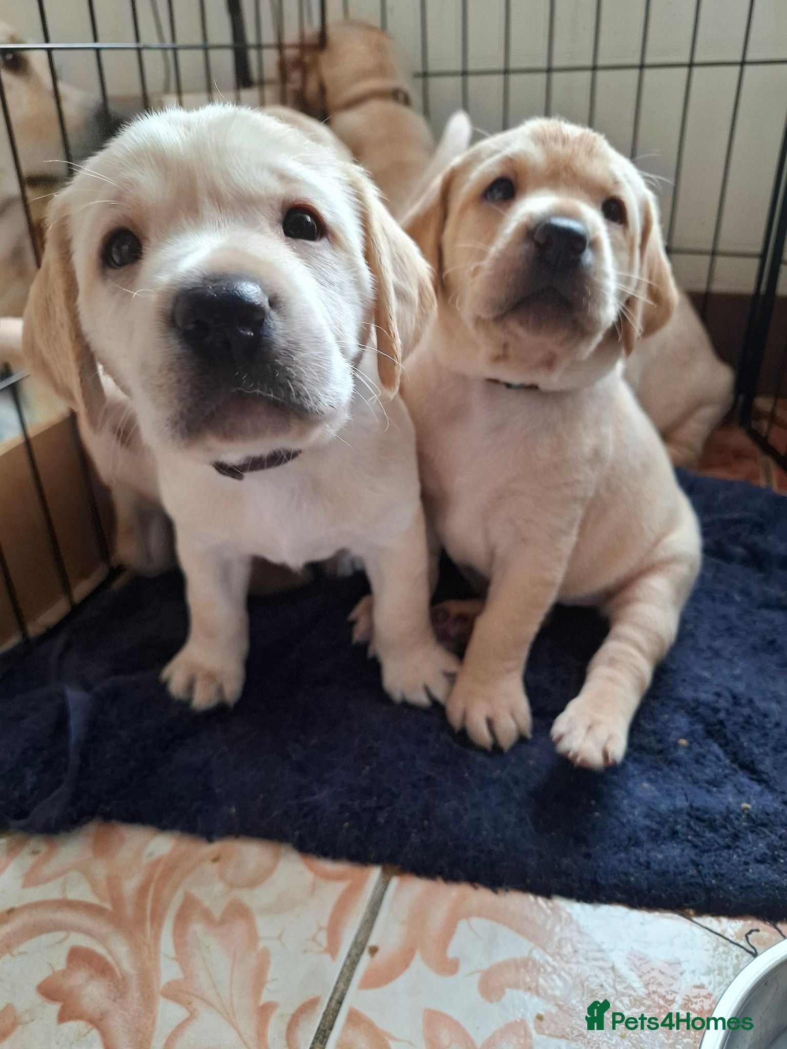 Labrador Retriever dogs Beautiful Kennel Club Registered Labrador Puppies - Advert 8