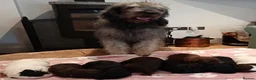 Labradoodle dogs for sale: Labradoodle puppies ready to leave now  - Advert 2