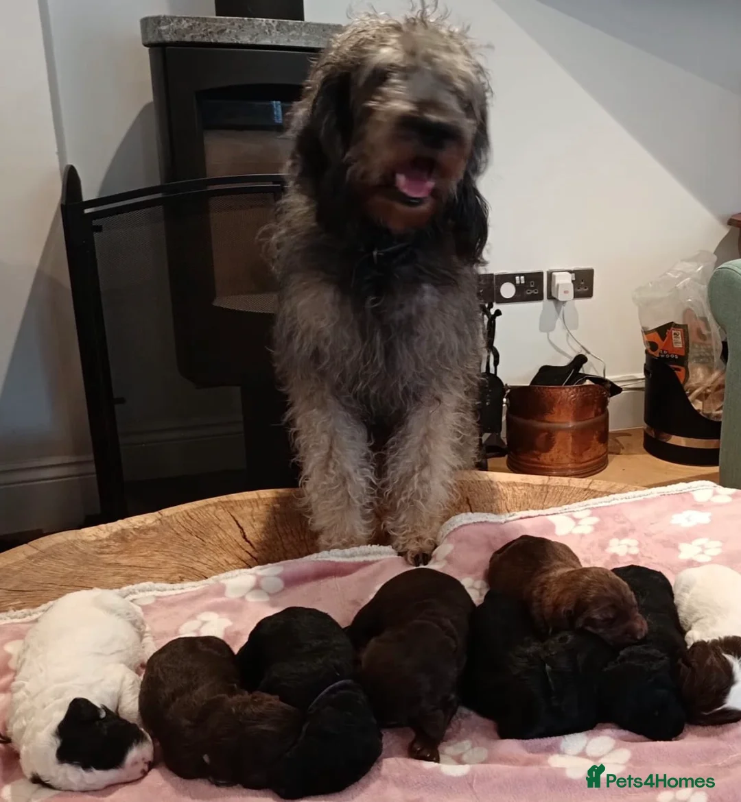 Labradoodle dogs for sale: Labradoodle puppies ready to leave now  - Advert 2