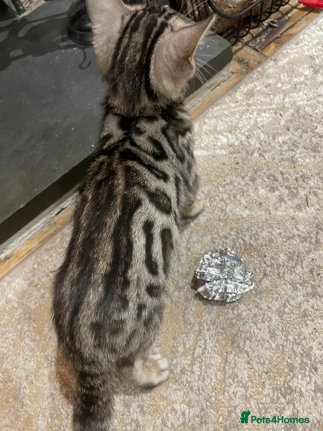 Bengal cats for sale: Pure Bengal Kittens  - Advert 29