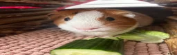 Guinea Pig rodents for sale: Guinea Pigs in Newport - Advert 3
