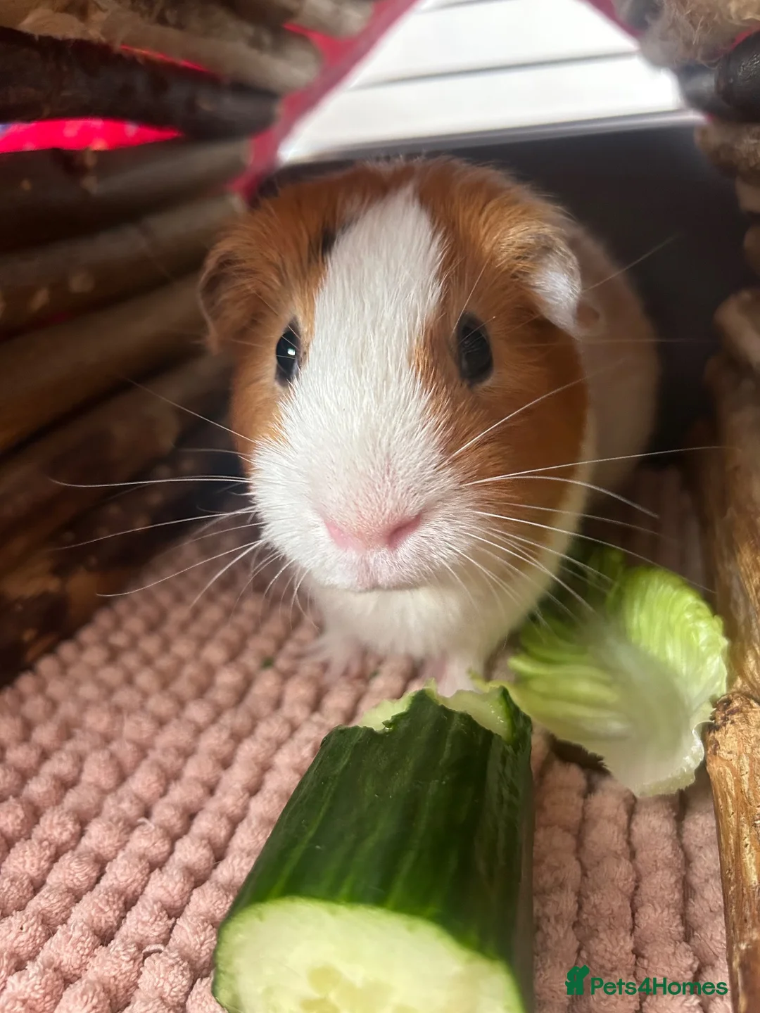 Guinea Pig rodents for sale: Guinea Pigs in Newport - Advert 3