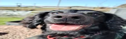 Cocker Spaniel dogs for stud: HEALTH TESTED PROVEN WORKING COCKER SPANIEL - Advert 3