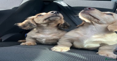Miniature Dachshund dogs - Advert 4