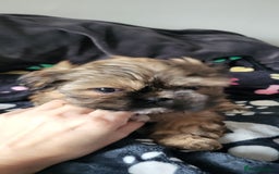 Shih Tzu dogs for sale: Adorable Shih tzu Puppies  - Image 18