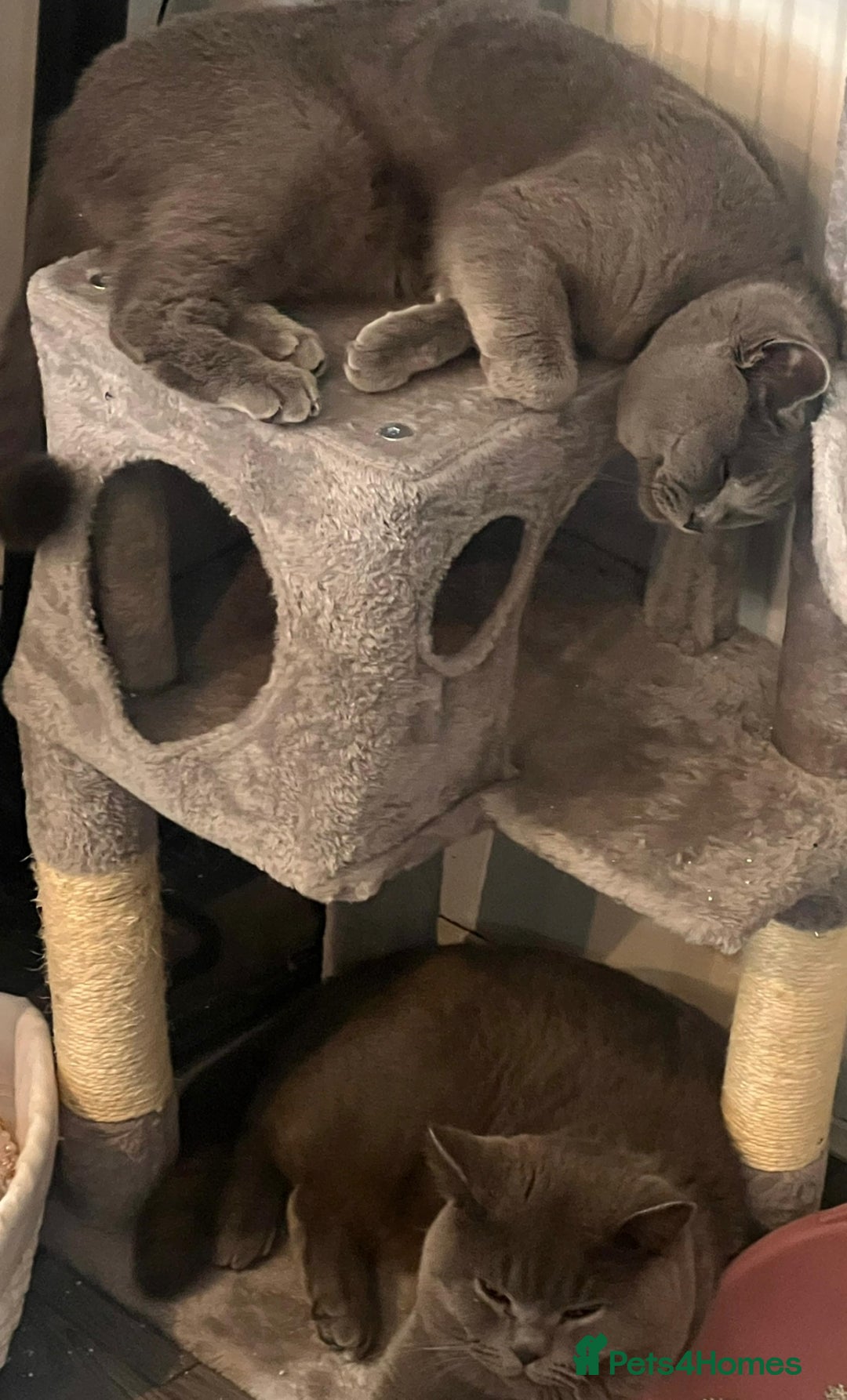 British Shorthair cats for sale: 🐾 Meet Leia- Female British Shorthair 🐾  - Advert 7