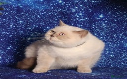 British Shorthair cats for sale: Retired Tica registered British shorthair females  - Image 1