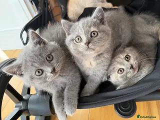 British Shorthair cats British Shorthair Kittens – Ready Now 🐾 - Advert 3