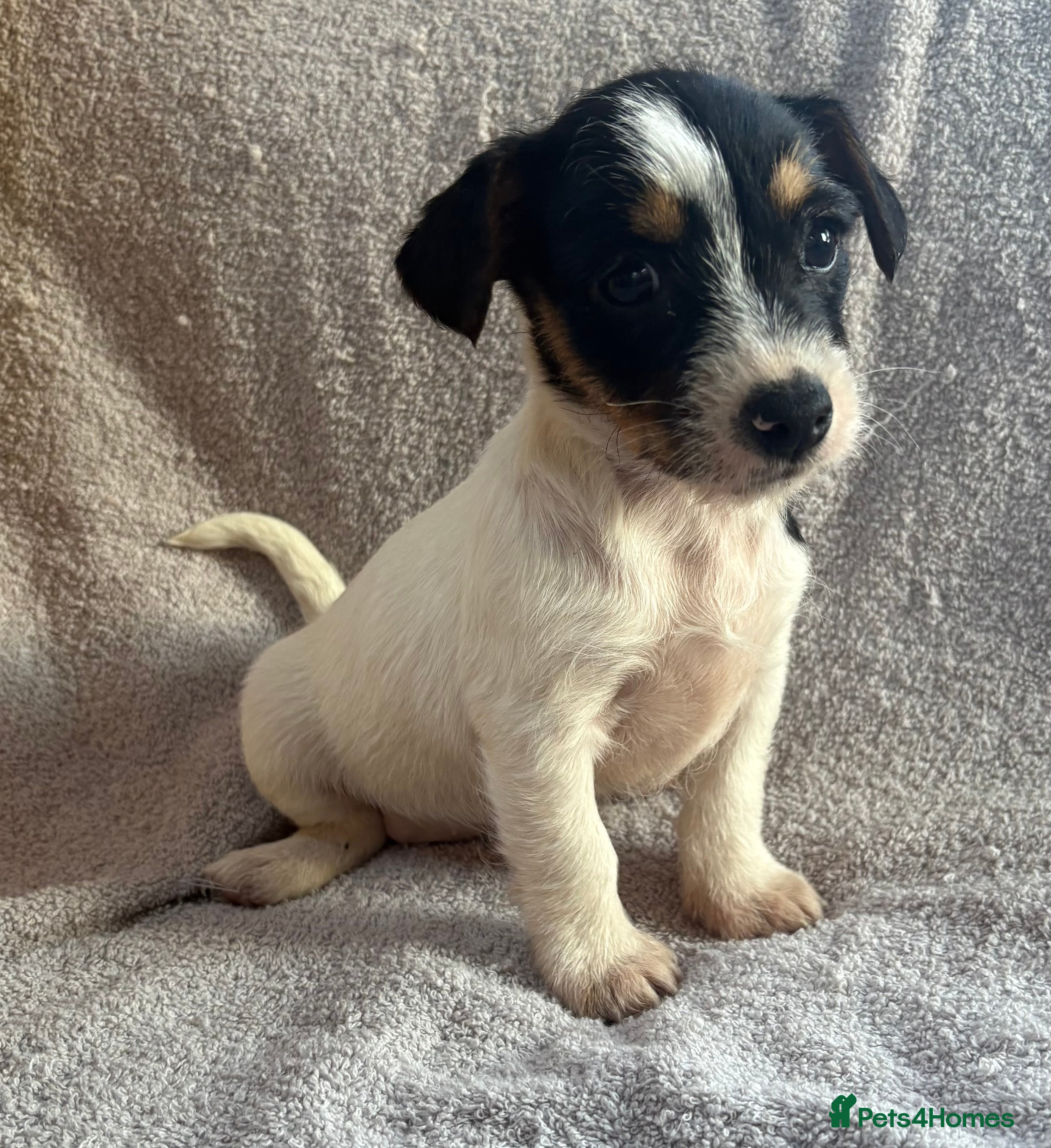 Jack Russell dogs Miniature Jack Russell puppies  - Advert 1