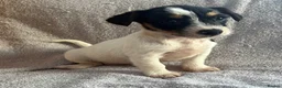Jack Russell dogs for sale: Miniature Jack Russell puppies  - Advert 1
