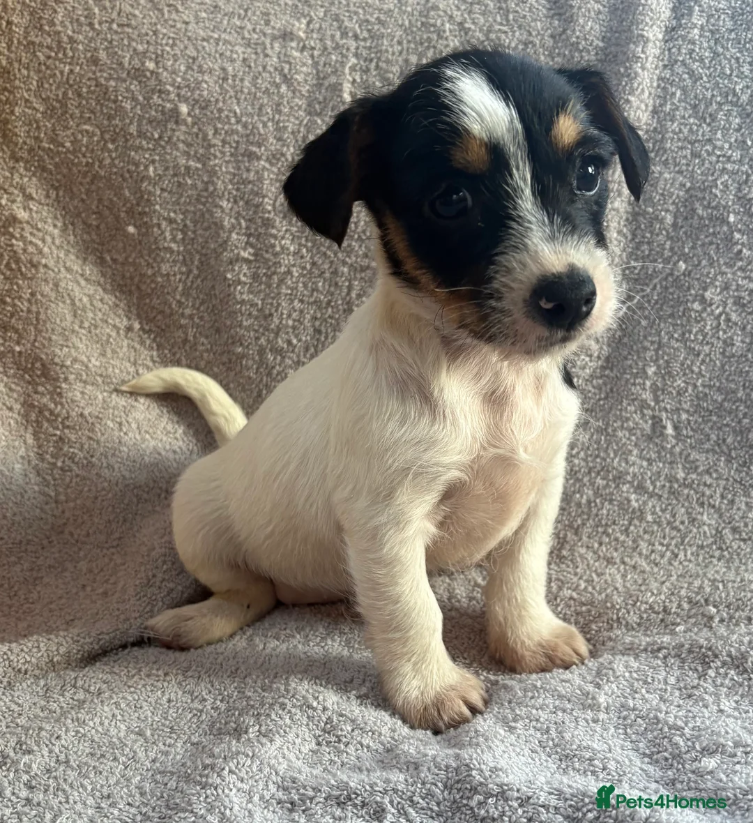 Jack Russell dogs for sale: Miniature Jack Russell puppies  - Advert 1