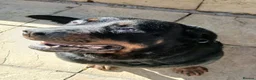 Rottweiler dogs for sale: Bella - Advert 3