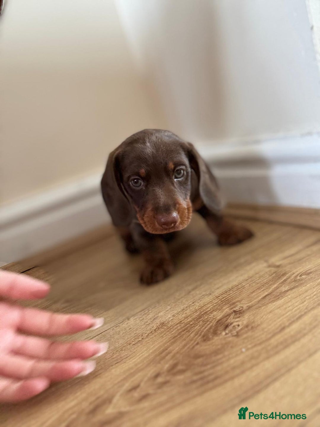 Dachshund dogs for sale: Chocolate male dachshund puppy  - Image 4