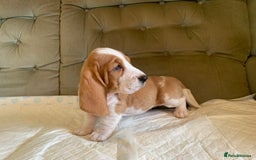 Basset Hound dogs for sale: Basset Hound Puppies - Image 1
