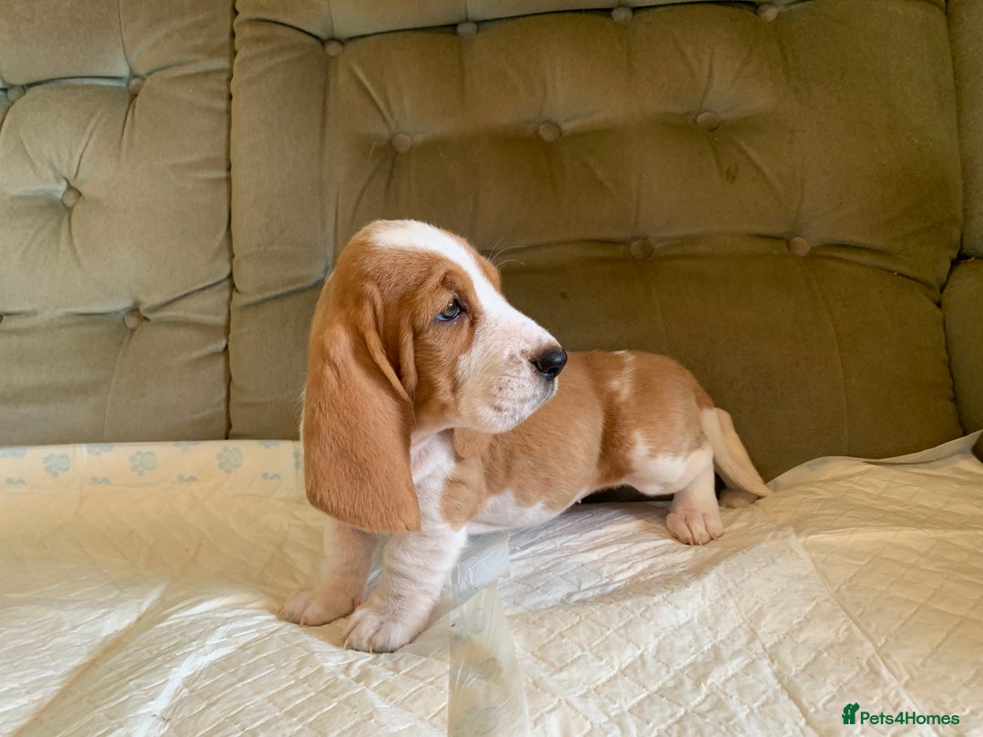 Basset Hound dogs for sale: Basset Hound Puppies - Image 1