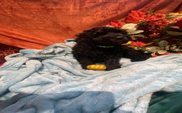 Mixed Breed dogs for sale: Gorgeous cockapoos  - Image 4