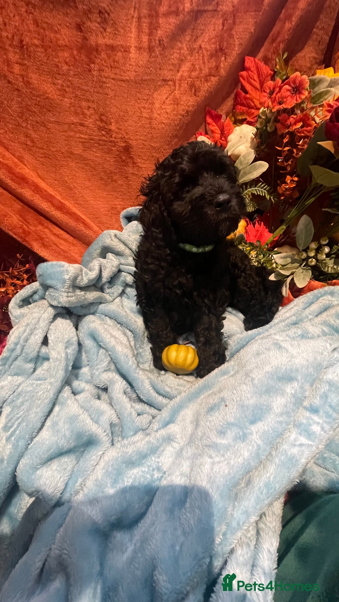 Mixed Breed dogs for sale: Gorgeous cockapoos  - Image 4