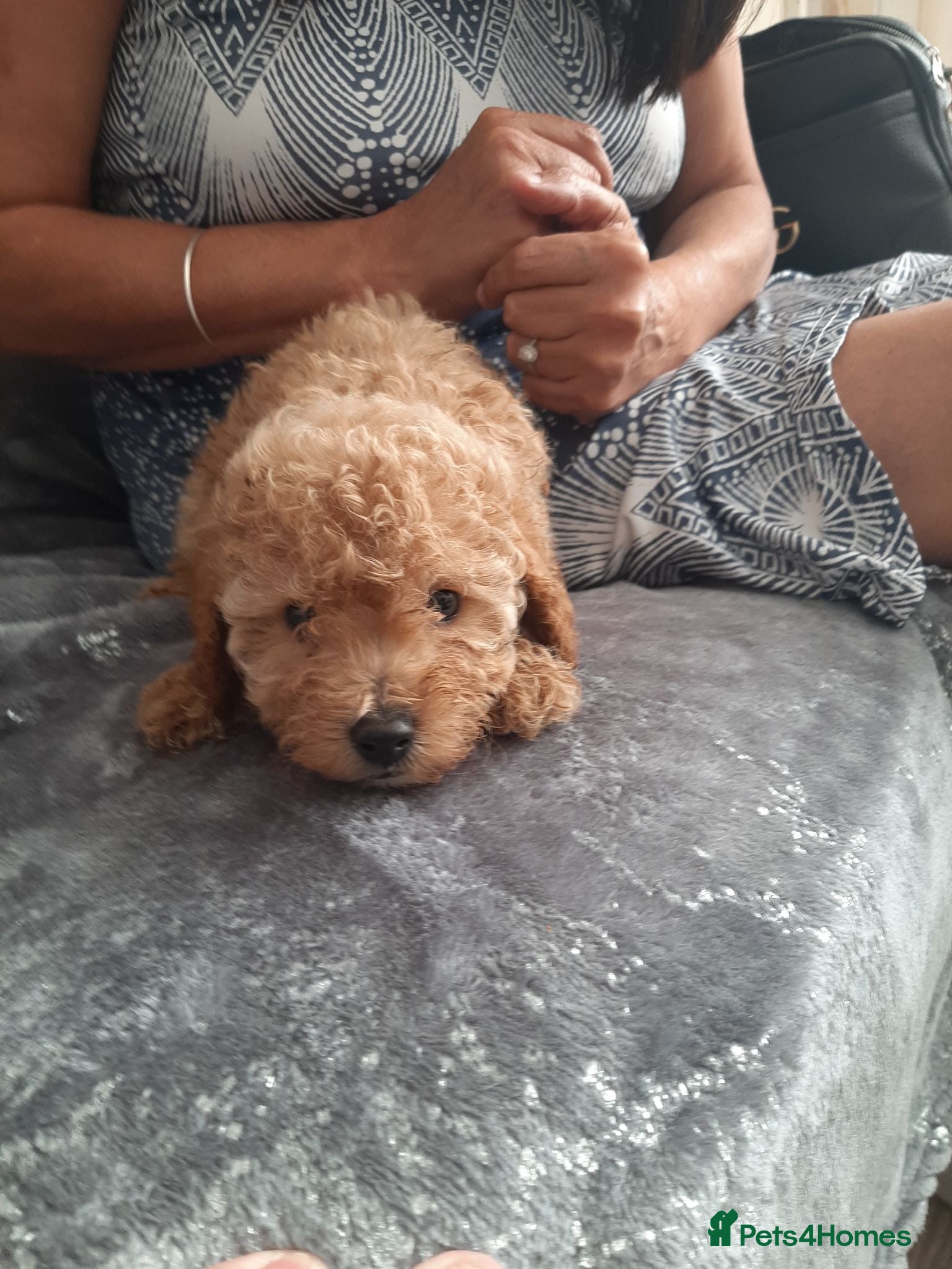 Toy Poodle dogs Toy poodles  - Advert 1