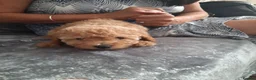Toy Poodle dogs for sale: Toy poodles  - Advert 1
