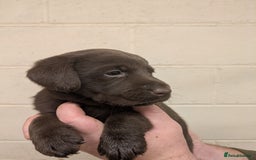 Labrador Retriever dogs for sale: Gorgeous chocolate Labrador puppies for sale - Advert 9