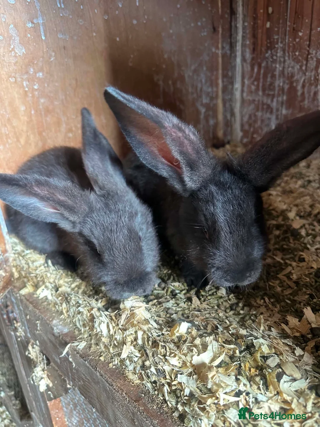 Continental Giant rabbits for sale: Blue carrying male giant continental - Advert 2