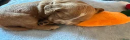 Cocker Spaniel dogs for sale: Litter of 5 - Advert 3