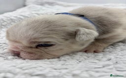 English Bulldog dogs for sale: 10 British Bulldog puppies 🐶  - Image 34