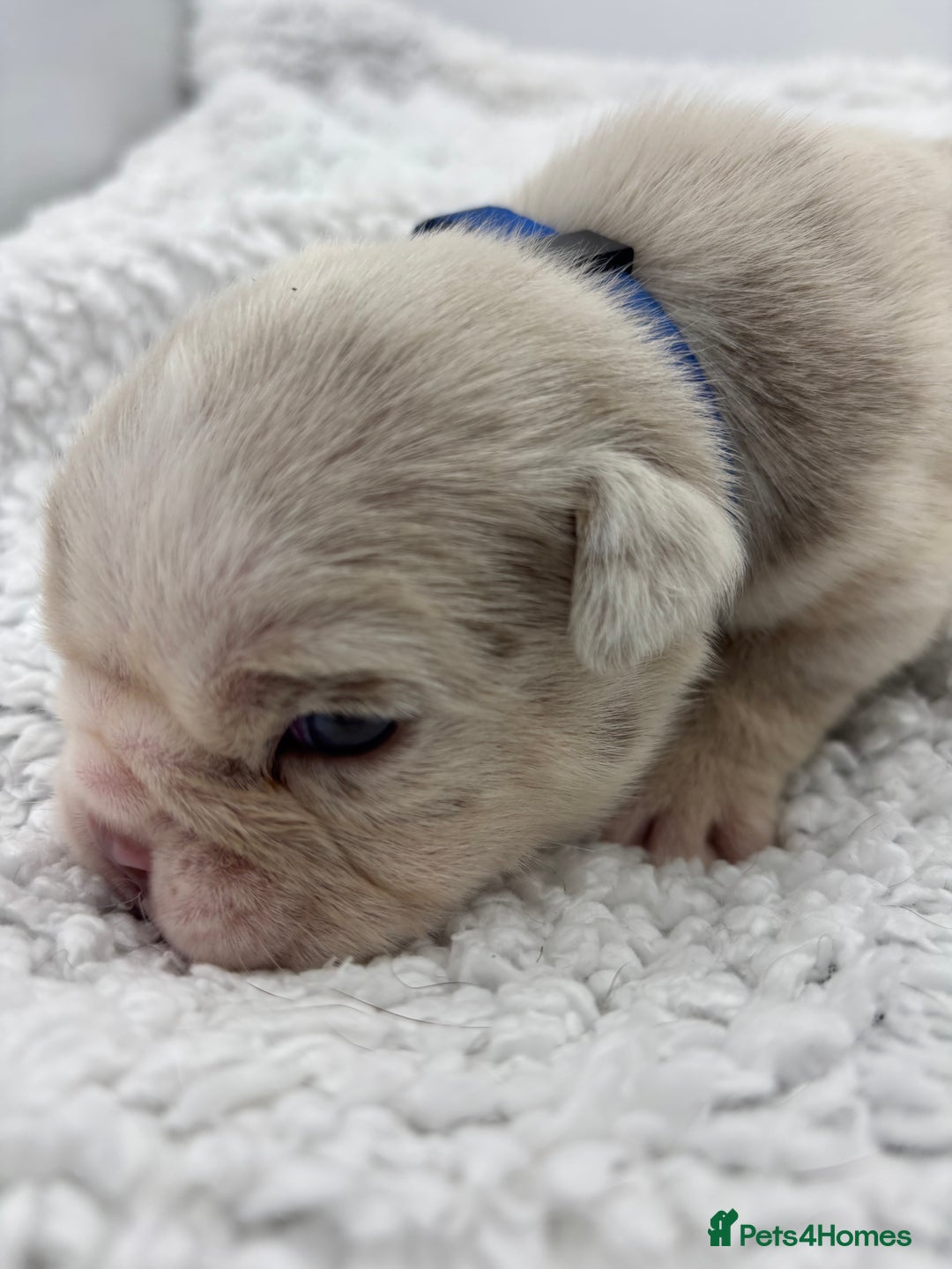 English Bulldog dogs for sale: 10 British Bulldog puppies 🐶  - Image 34