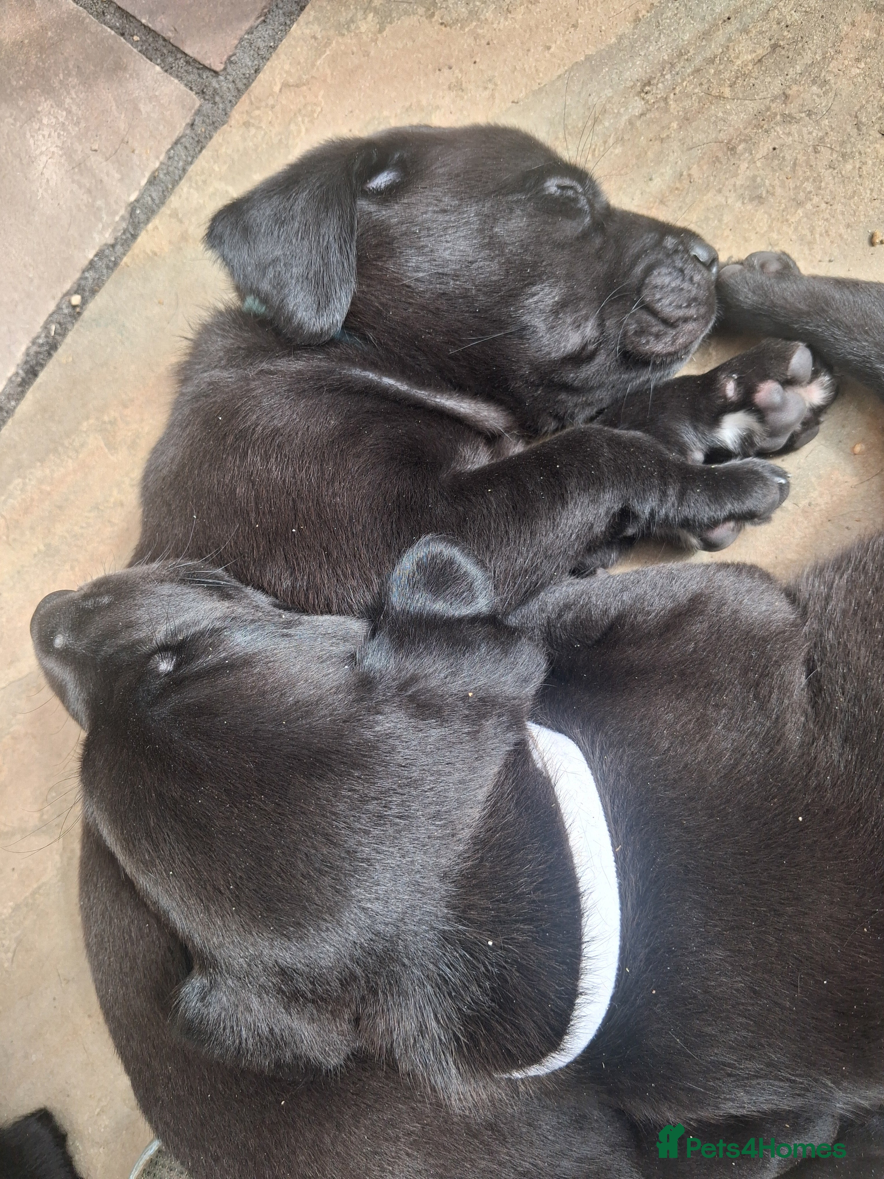 Labrador Retriever dogs Beautiful Black Labrador Puppies For Sale - Advert 2