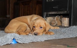 Labrador Retriever dogs for sale: Labrador Pupsfor Sale – Yellow, Chocolate, Black  - Image 11