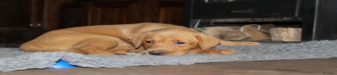 Labrador Retriever Puppy 5