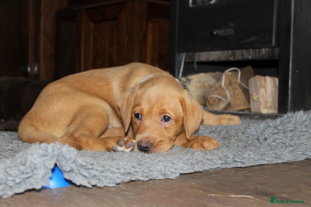 Labrador Retriever dogs for sale: Labrador Pupsfor Sale – Yellow, Chocolate, Black  - Image 11