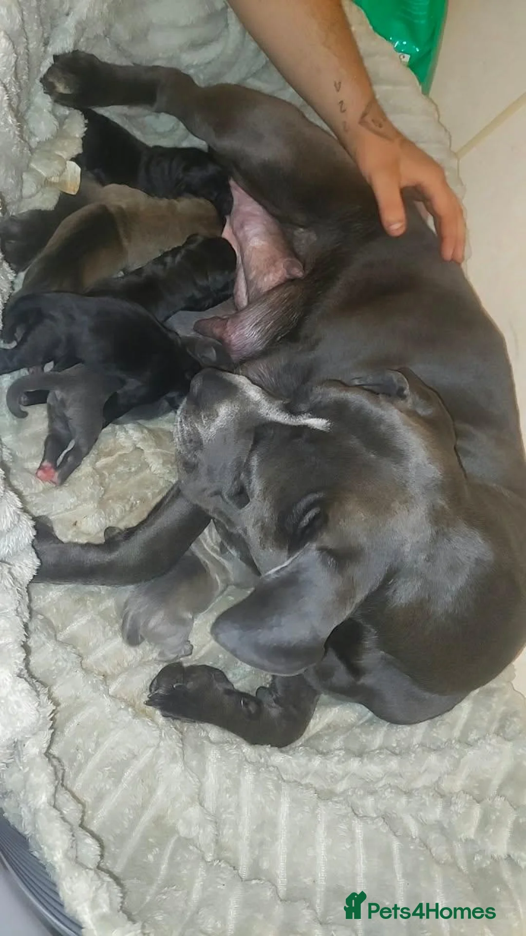 Cane Corso dogs for sale: Last cane corso pup left  - Advert 6