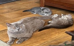 British Shorthair cats for sale: Beautiful British shorthairs  - Image 8