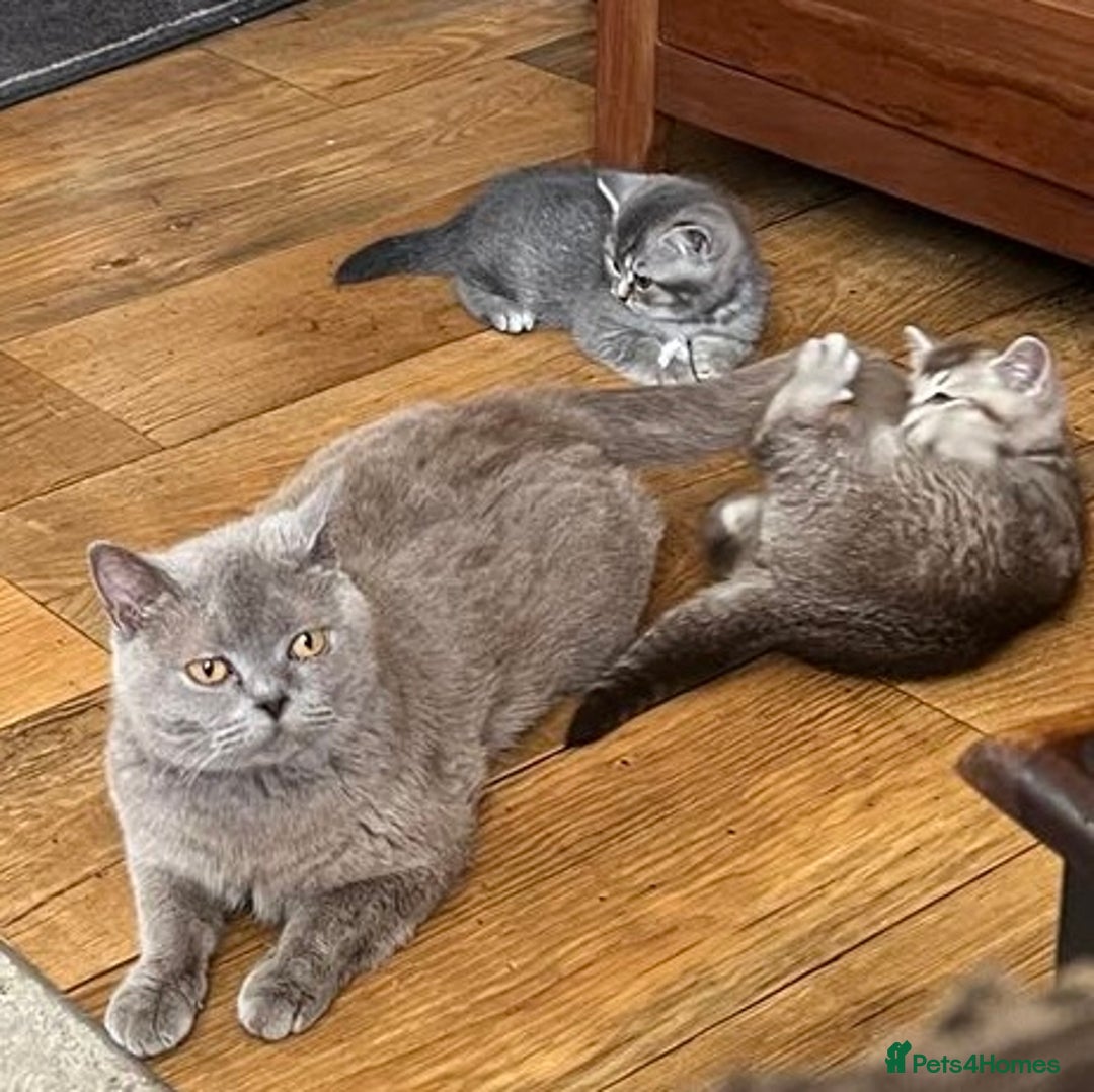 British Shorthair cats for sale: Beautiful British shorthairs  - Image 8