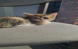 Mixed Breed cats for sale: 4 beautiful colourful coat kittens - Image 9