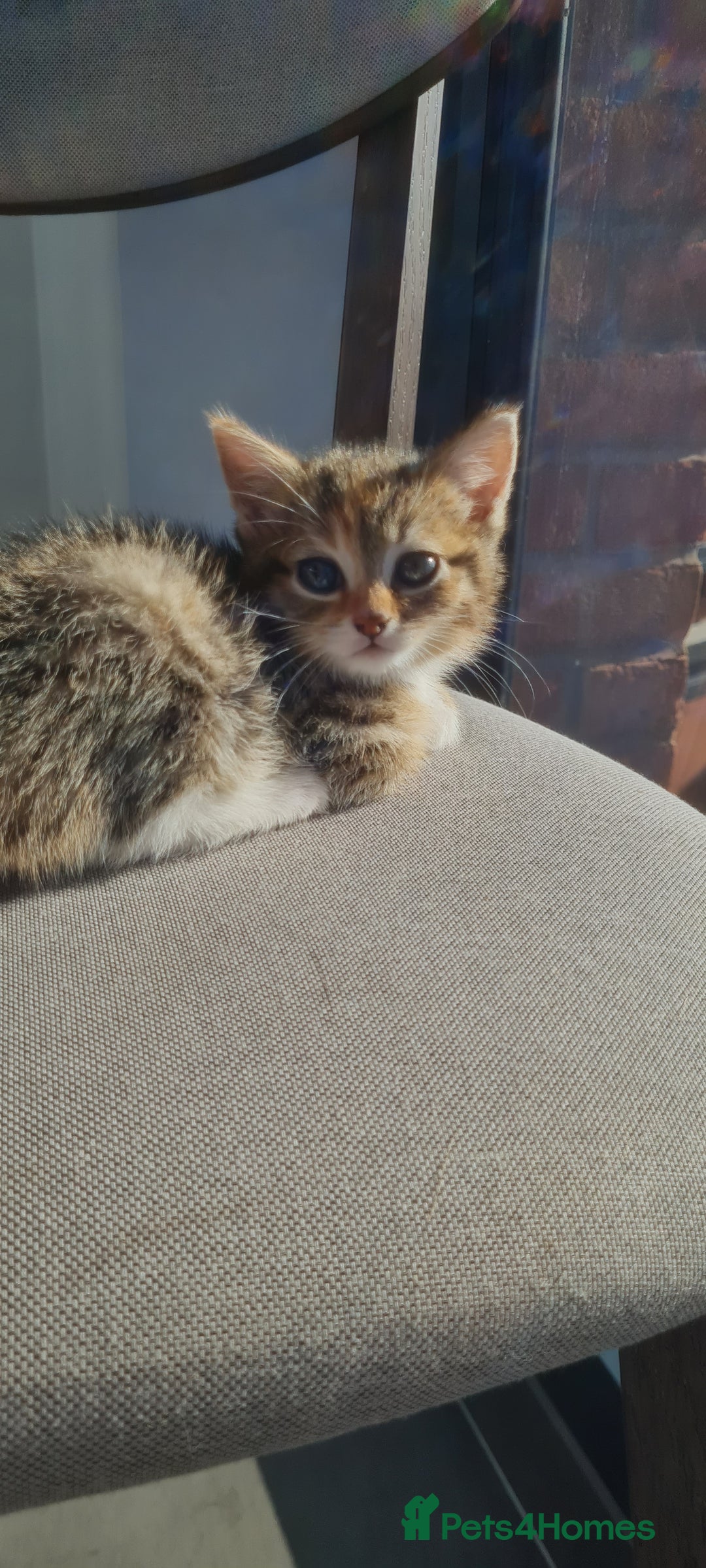 Mixed Breed cats for sale: 4 beautiful colourful coat kittens - Image 9