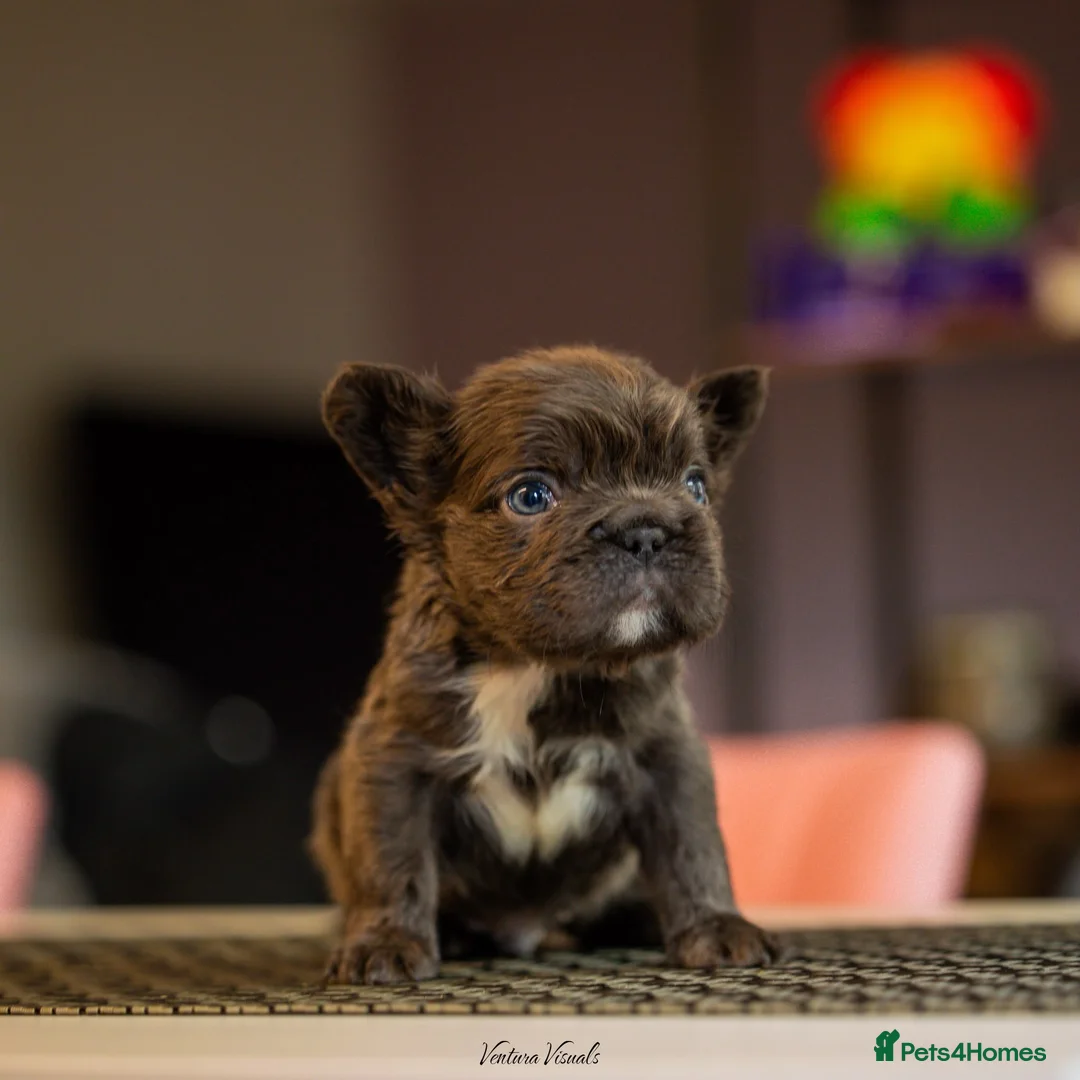 French Bulldog dogs for sale: fluffy Frenchbulldog - Advert 2