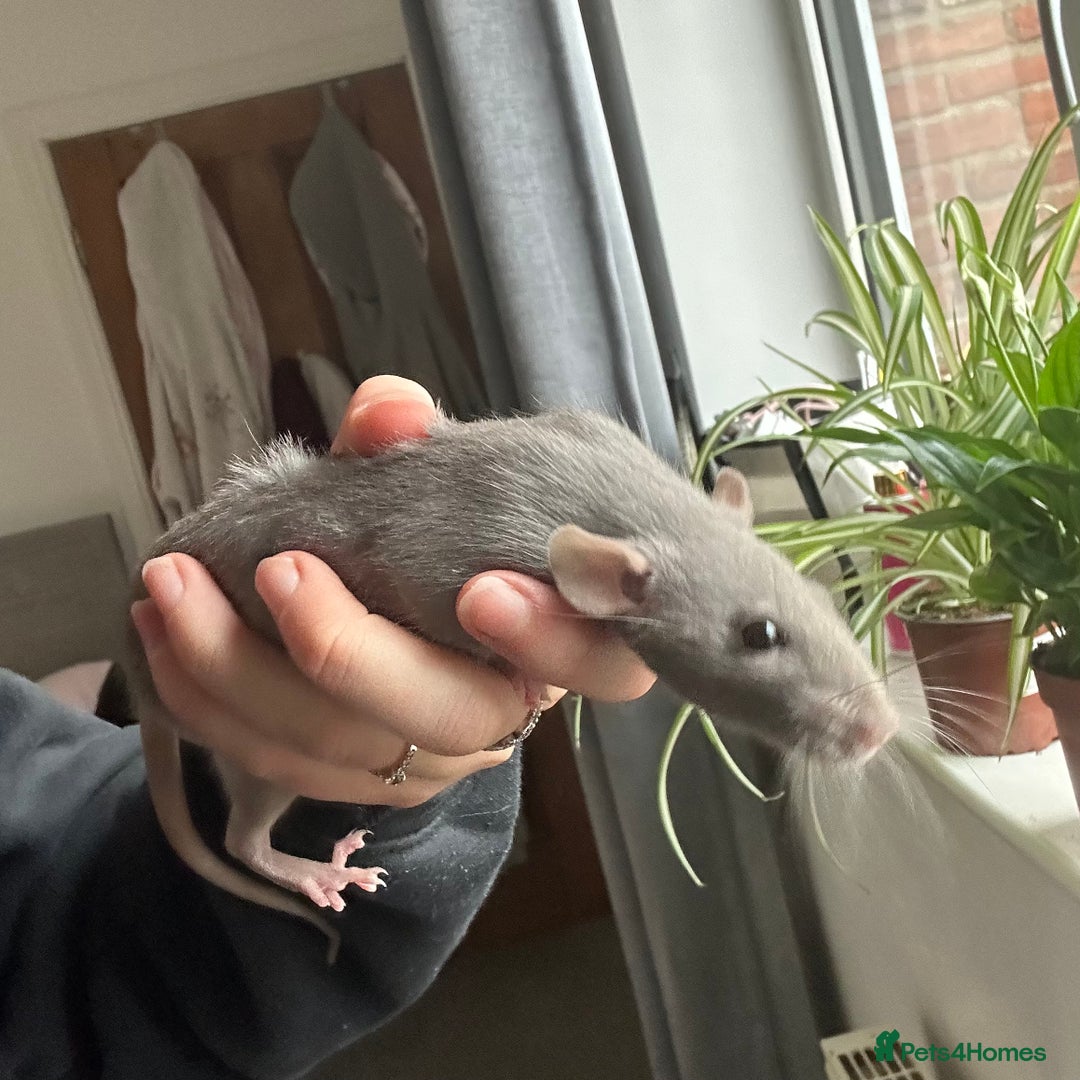 Rat rodents for sale: two friendly girls for sale 🩷 - Advert 2