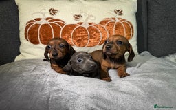 Miniature Dachshund dogs for sale: Miniature Dachshund Puppies 🐾 - Image 7