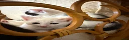 Mixed Breed cats for sale: 4 kittens and 1 mother - Advert 10