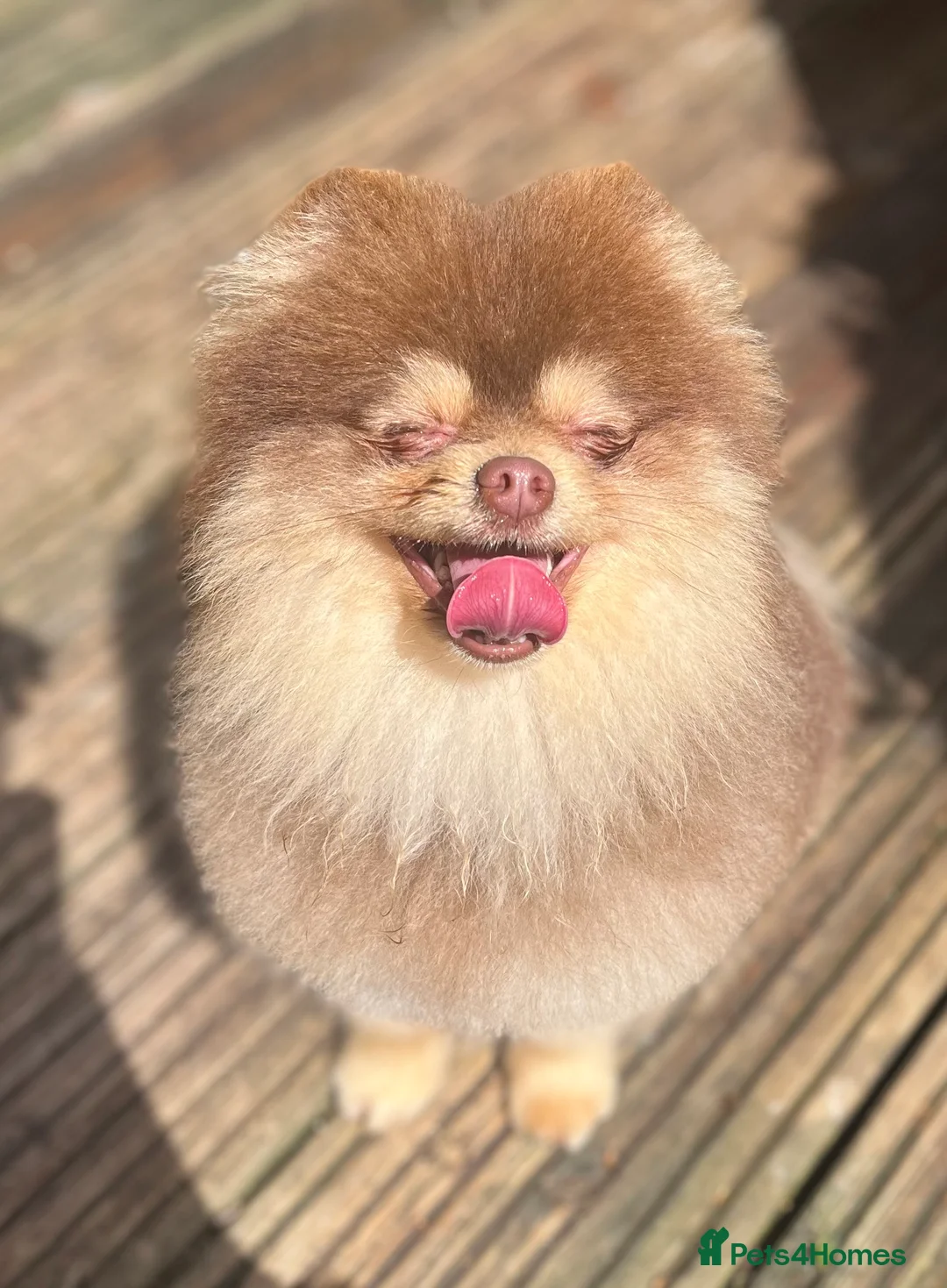 Pomeranian dogs for stud: STUD - TINY Russian & Taiwanese CHIAO LI YA  in Romford - Advert 5