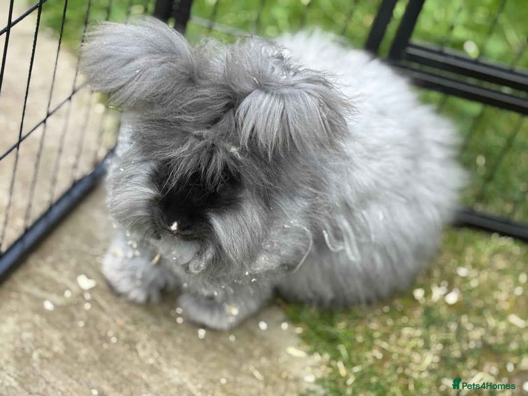 Angora rabbits for sale: female angora ready now  - Image 7