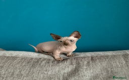 Sphynx cats for sale: Hairless kittens sphinx/bambino - Image 5