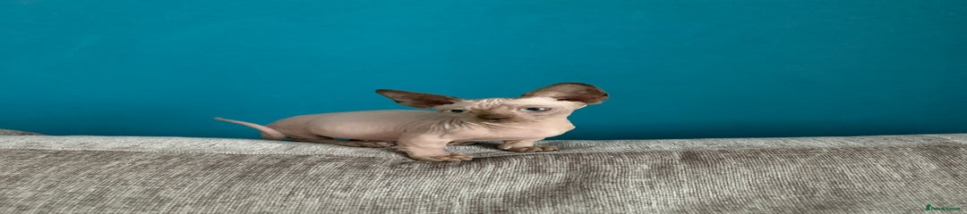 Sphynx Kitten 2