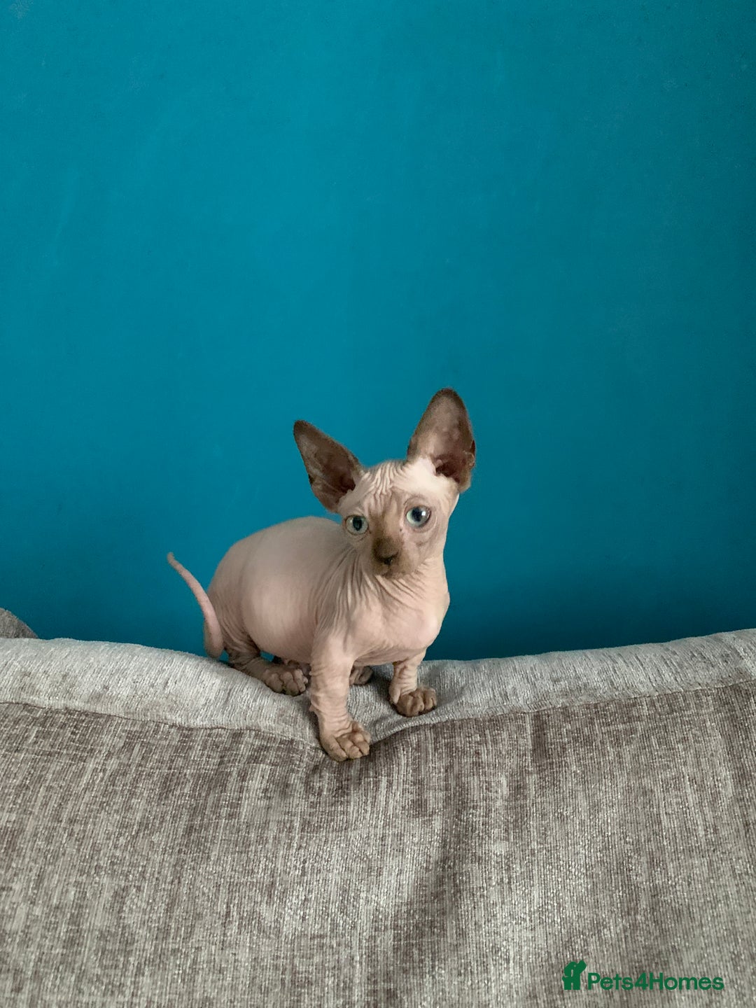 Sphynx cats for sale: Hairless kittens sphinx/bambino - Image 5