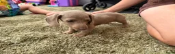 Miniature Dachshund dogs for sale: Miniature dachshund - Advert 5